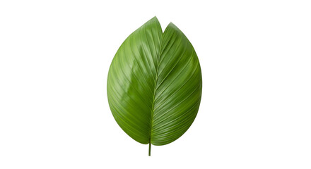 Obraz premium A vibrant green leaf on transparent background