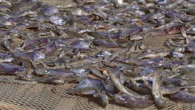 Small fish drying on net in sunlight for traditional dried seafood processing