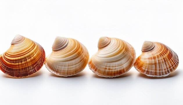 Quatre Bulots Alignes Dans Leur Coquille Isoles Sur Fond Blanc