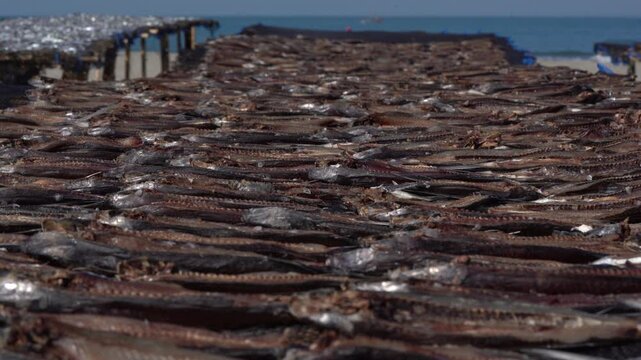 Traditional sun drying fish on coastal beach with blue sea background
