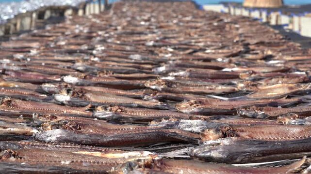 Back gimble shot of sun dried fish rows creating natural seafood texture background