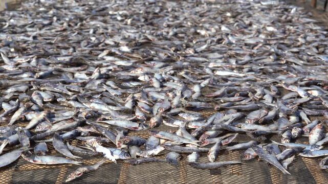 Gimbal shot of small fish drying on net under sunlight for traditional seafood processing