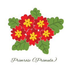 Simple flat style graphic featuring a cluster of five red primula flowers with green foliage. An isolated illustration ideal for spring themes, nature related designs, or children's book.