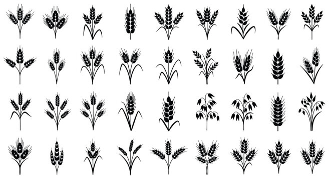 Large collection of diverse black wheat, barley, and grain ear icons in various orientations and arrangements for agricultural logos.