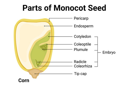Parts of monocot seed diagram with labeled internal structure of corn seed for plant biology and science education