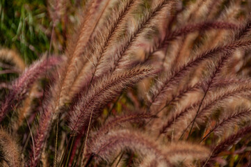 A close-up of Purple Fountain Grass in the garden during a sunny day. It's textured and soft blooms make for a great background.