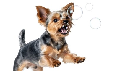 Cute Yorkshire Terrier Puppy Isolated on White Background
