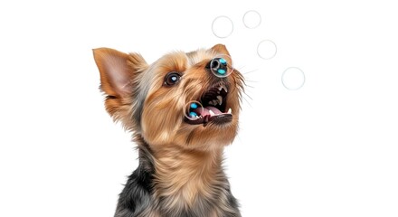 Cute Yorkshire Terrier Puppy Isolated on White Background