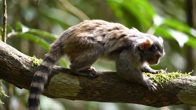 Ringtail Lemur Sitting on Tree Branch.