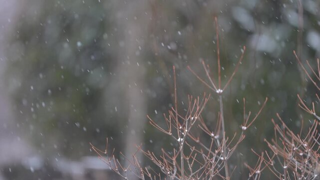 真冬の寒気が支配する雪景色　結氷した大地と木に積もる深い雪