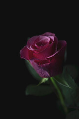 Fototapeta premium Majestic deep purple rose on long stem, moody low key floral portrait on black background, elegant botanical fine art