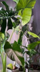 Obraz premium Tropical houseplant leaves of monstera, alocasia and strelitzia in an indoor jungle interior with grow light. Modern home greenery, urban gardening, plant care and botanical decor concept.