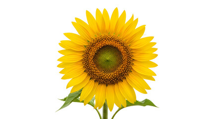 Obraz premium A large yellow sunflower with green leaves on transparent background