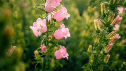 Pink flowers are blooming in spring. Beautiful flower pictures.