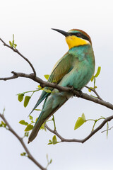 Fototapeta premium European Bee-eater (Merops apiaster) perched in Mopane tree Limpopo, South Africa, summer migratory bird