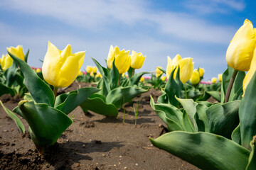 チューリップ畑