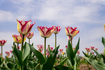 チューリップ畑