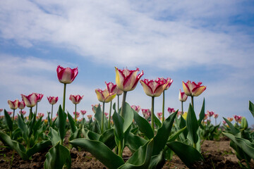 チューリップ畑