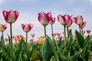 チューリップ畑