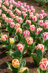 チューリップ畑