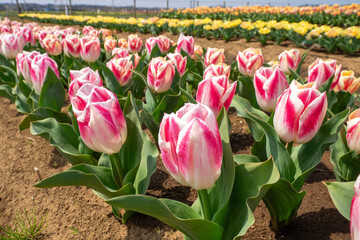 チューリップ畑