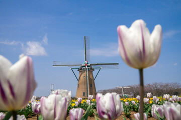 風車のあるチューリップ畑