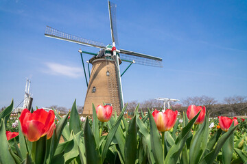 風車のあるチューリップ畑