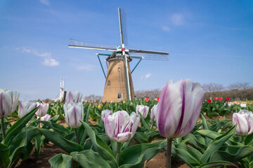 風車のあるチューリップ畑