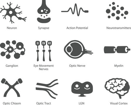Eye Nervous System Icons Set for Medical Education, Visual Pathway Optic Nerve Optic Chiasm LGN Visual Cortex, Monochrome Vector
