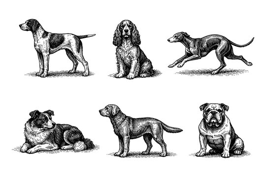 Vintage engraved dog collection featuring various breeds in detailed monochrome style