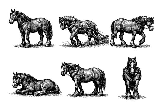 Vintage horse engravings: draft horses in various poses
