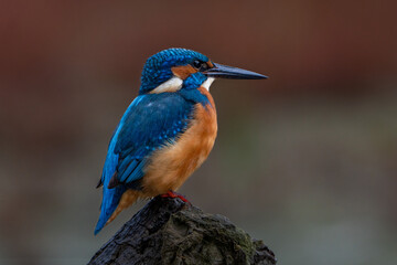 kingfisher on the branch