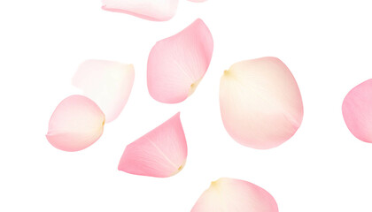 Delicate pastel-colored rose petals scattered against a stark, solid black background