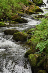 Obraz premium Clear water flows over rocks in a small stream. Green plants grow along the banks. Sunlight shines through the leaves, creating a natural scene in a forest. Selective Focus
