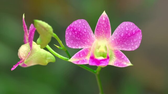 Purple orchid flowers with fresh water droplets swaying gently in a garden setting