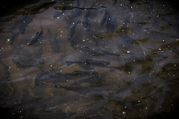 rainbow trout in open freshwater lake
