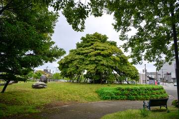 Fototapeta premium Lush greenery in the famous Kenrokuen Garden in Kanazawa, Japan