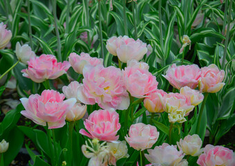 Obraz premium Colorful tulips in full bloom at Tonami Tulip Park in Toyama, Japan.
