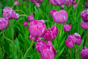 Fototapeta premium Colorful tulips in full bloom at Tonami Tulip Park in Toyama, Japan.