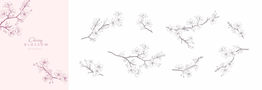 Set of cherry blossoms flowers and brunch. Spring Detailed background with botanic floral elements for Valentines day invitation, wallpaper art or save the date card