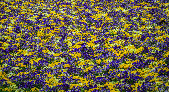Beautiful spring landscape with a colorful carpet of pansy flowers