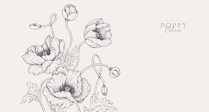 Poppy flowers background. Detailed hand drawn ink illustration for invitation, line tattoo art or save the date