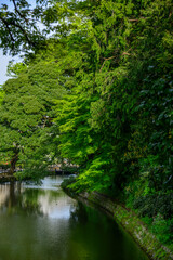 Lush greenery in the famous Kenrokuen Garden in Kanazawa, Japan