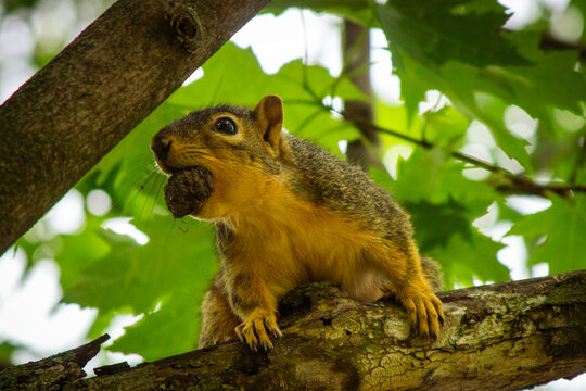 squirrel on a tree with a nut in mounth