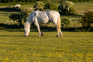 A horse in a meadow in rural Sussex, on a sunny summer's evening