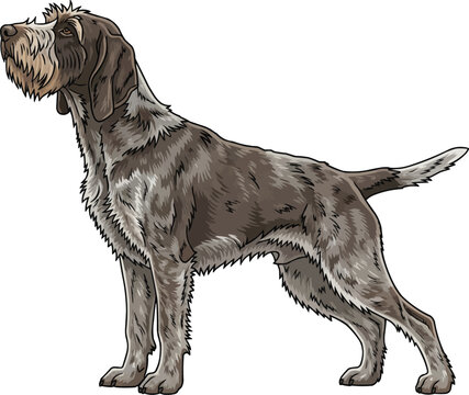 Slovak Rough haired Pointer Dog standing side profile view 