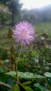 Pink Mimosa Pudica Flower Blooming in Nature, Sensitive Plant Close Up with Soft Green Bokeh