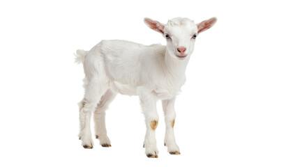 Obraz premium Cute white baby goat standing alert with soft fur and small horns, young farm livestock animal representing innocence and pastoral countryside isolated on white background