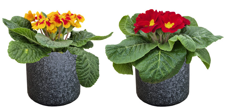 Red and yellow primrose flowers in dark pots isolated on transparent background. Spring primula plants for garden center promotion and home decor design