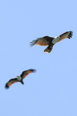 Obraz premium Reddish Brown Eagle flying in Langkawi Malaysia